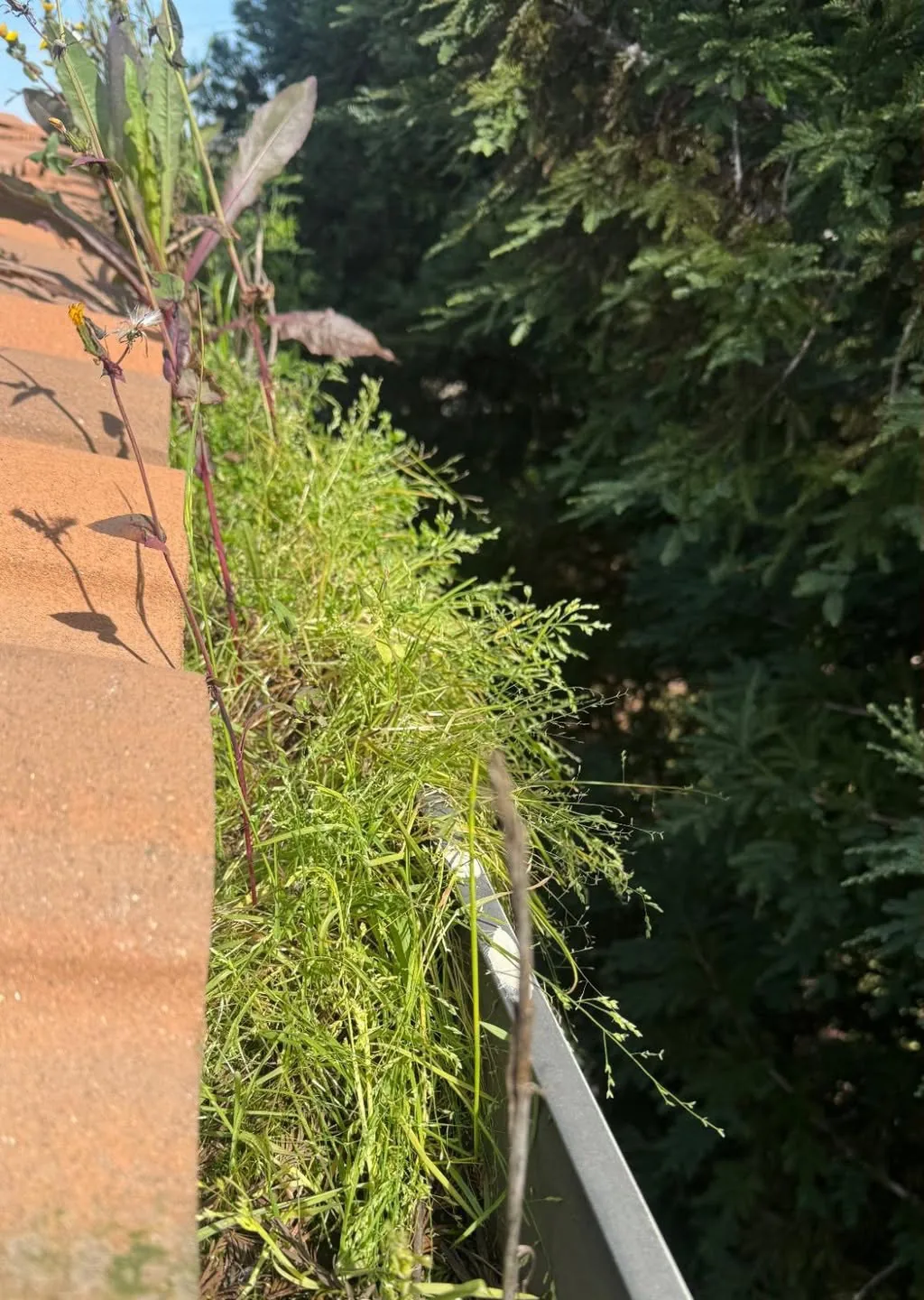 A gutter choked with weeds and grass on a tile-roofed Sacramento home before cleaning