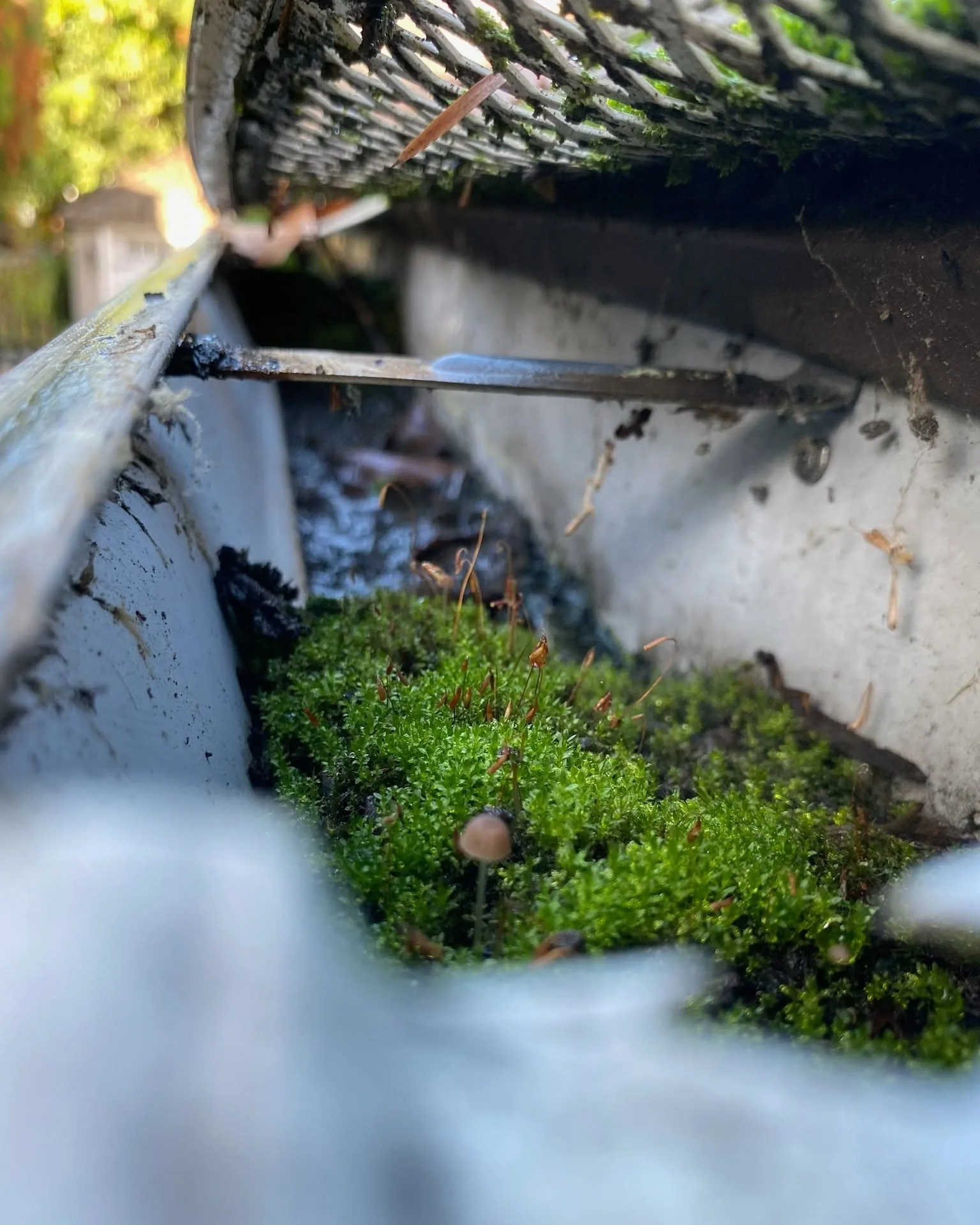 Close-up inside a neglected gutter with moss, a small mushroom, and debris growing between the channel walls
