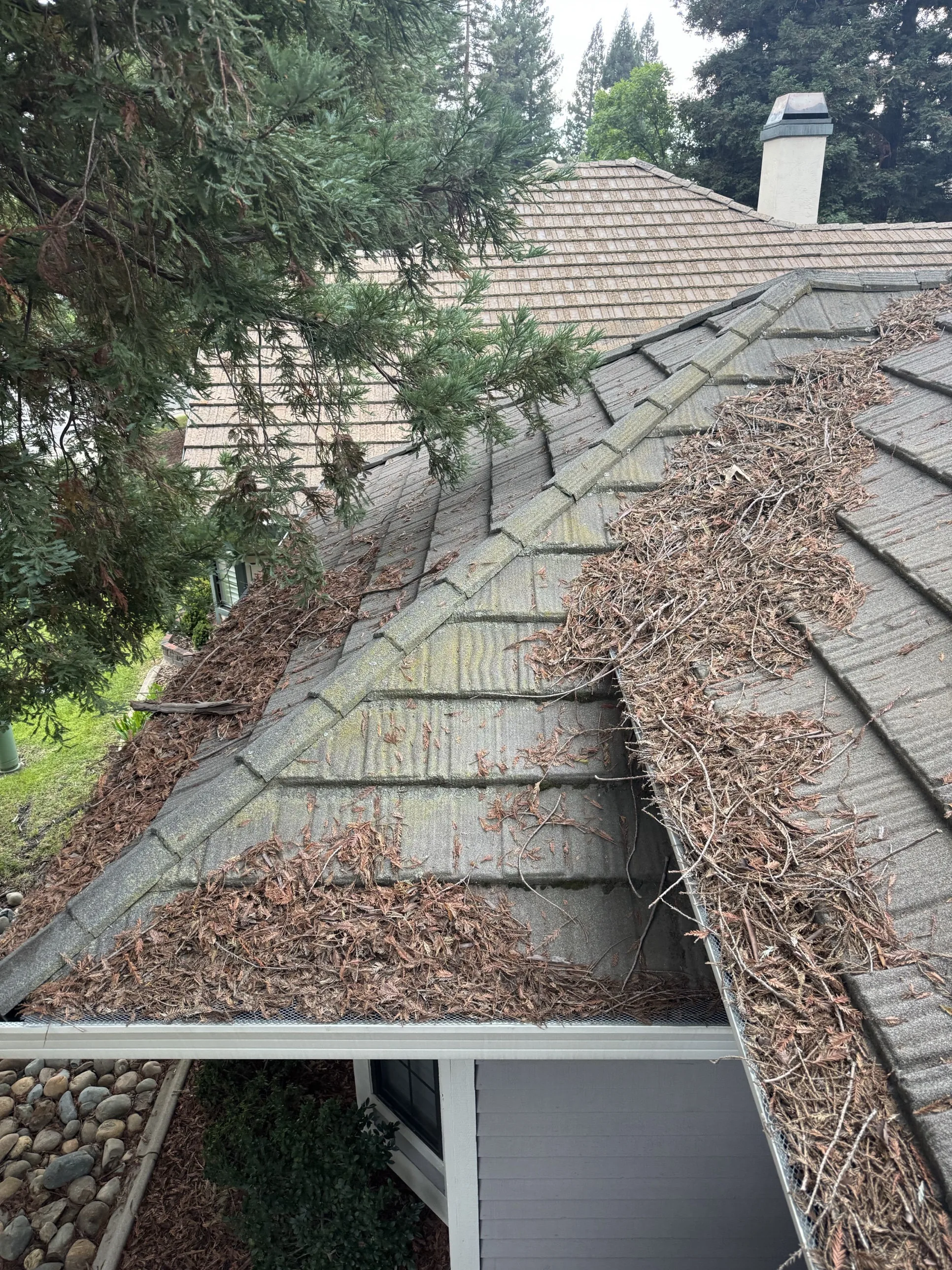 A Sacramento roof valley buried in pine debris before cleaning