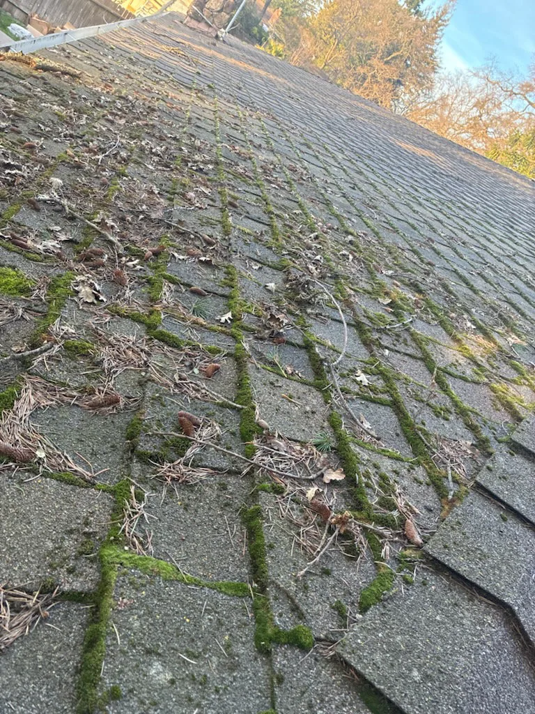 Moss growing into the seams of architectural shingles on a Sacramento roof