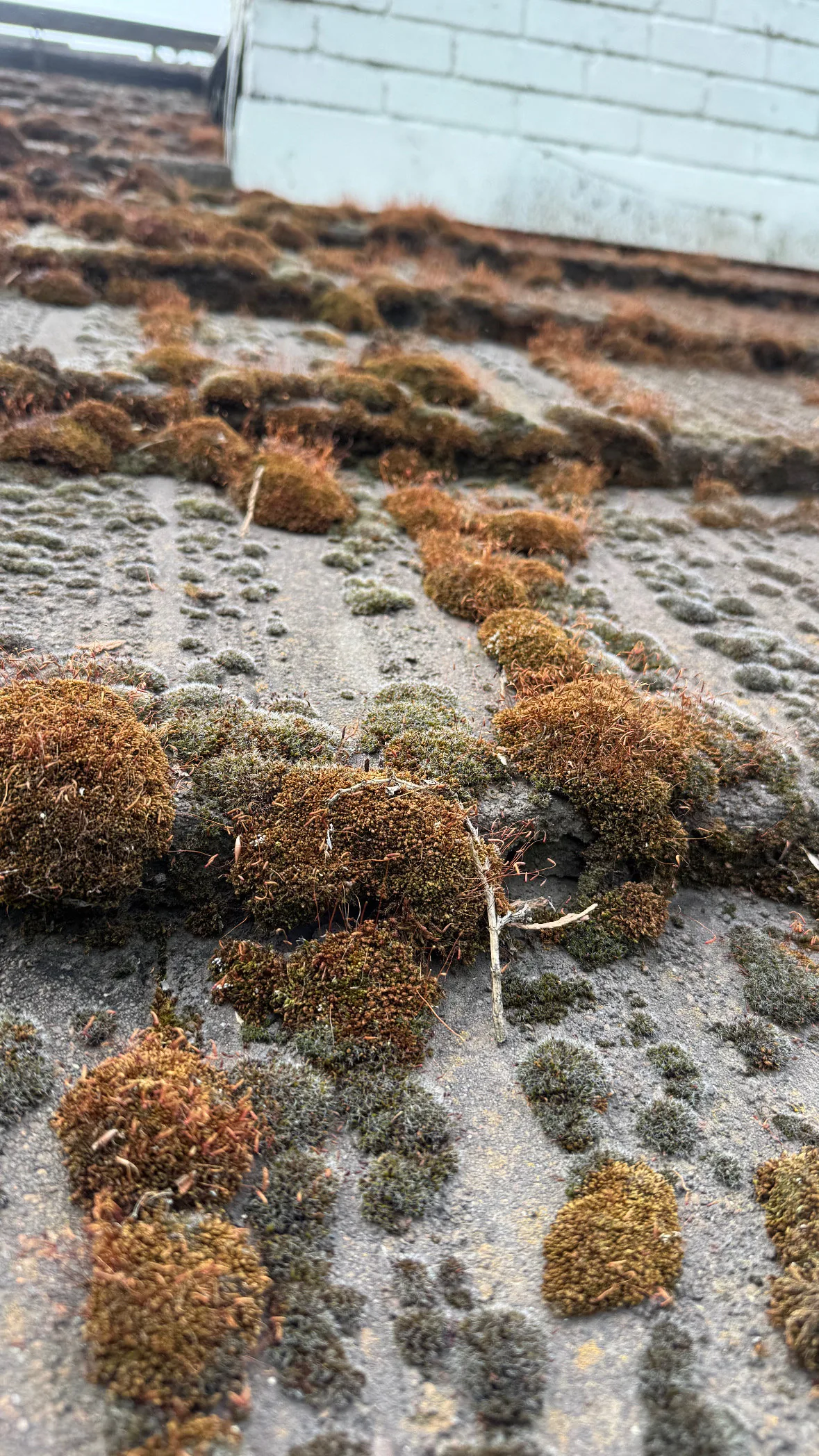 Thick clumps of moss covering a Sacramento shingle roof edge