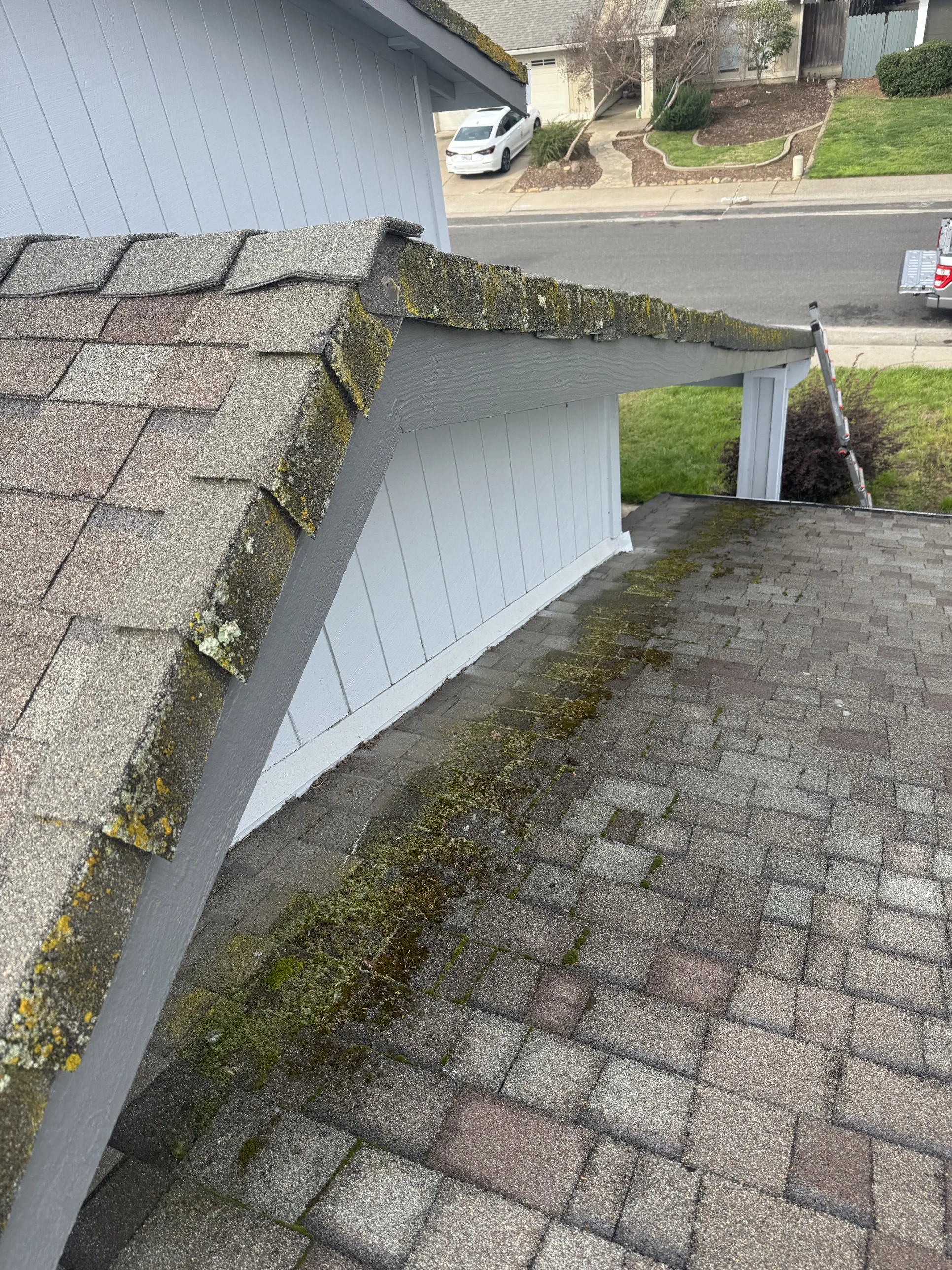 Moss and lichen covering a roof valley on a Sacramento home, with a ladder in place for inspection
