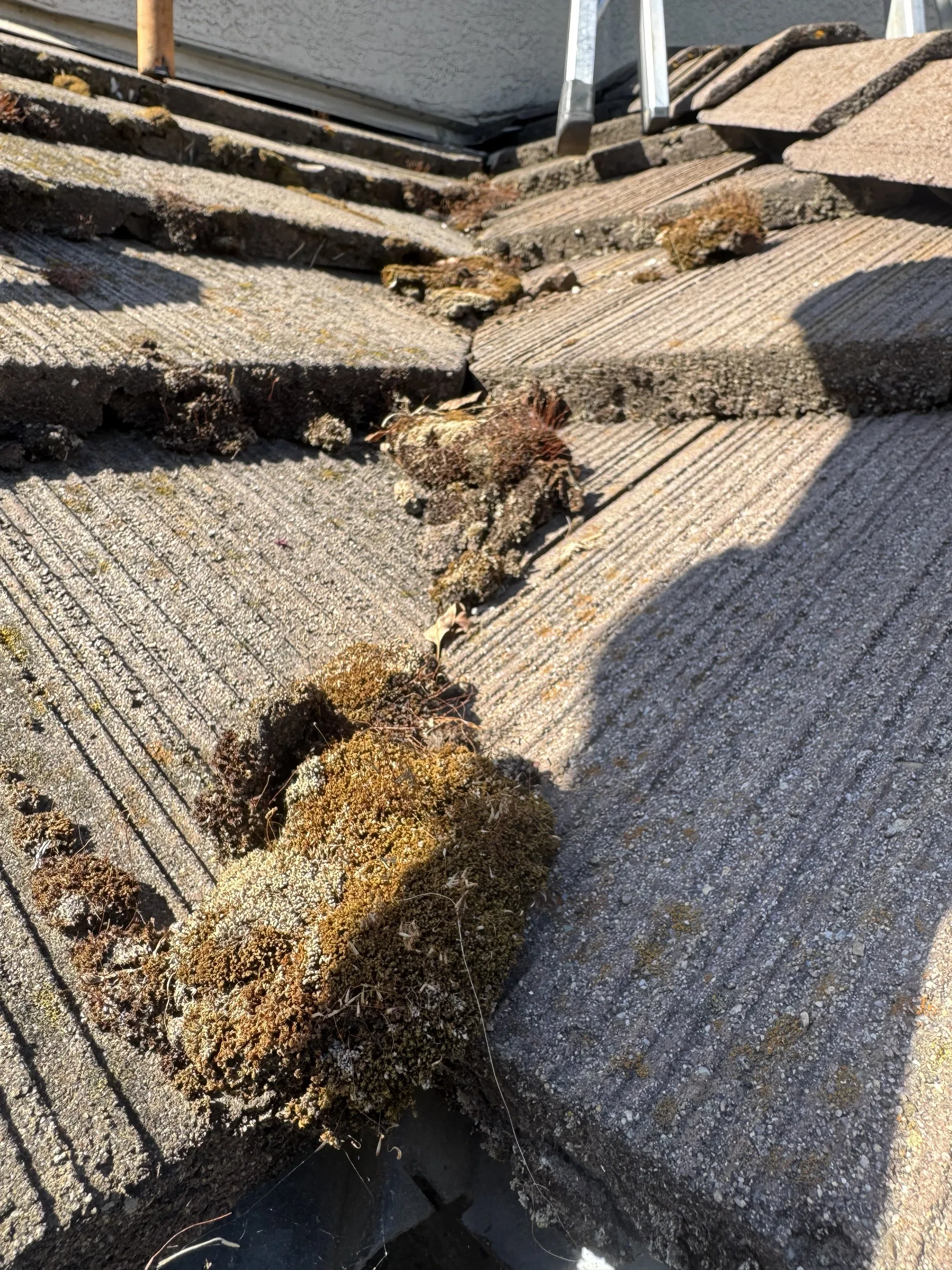 Moss growing in a sunlit roof valley crevice on a Sacramento home