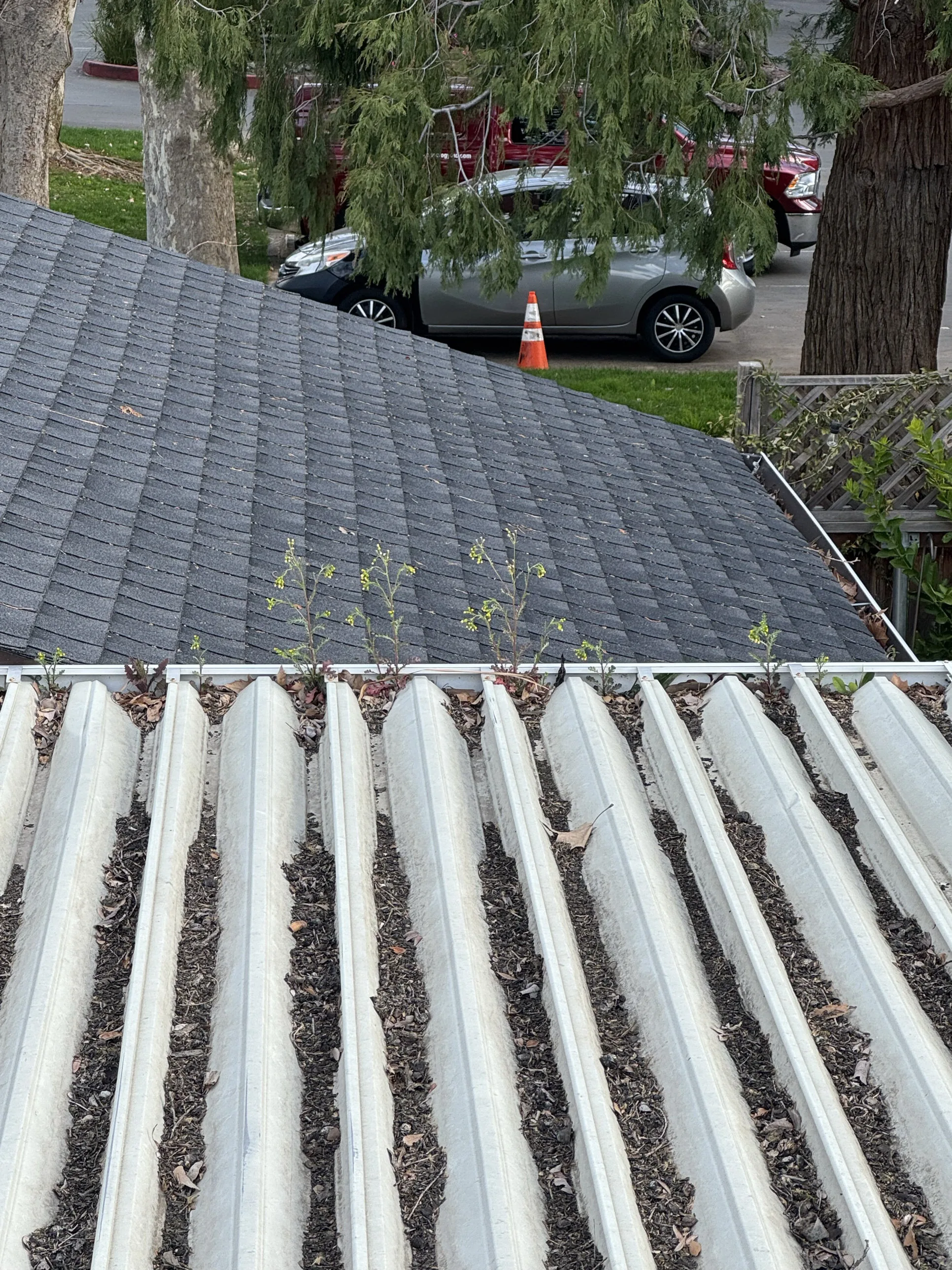 Weeds sprouting directly out of a neglected gutter on a Sacramento roofline