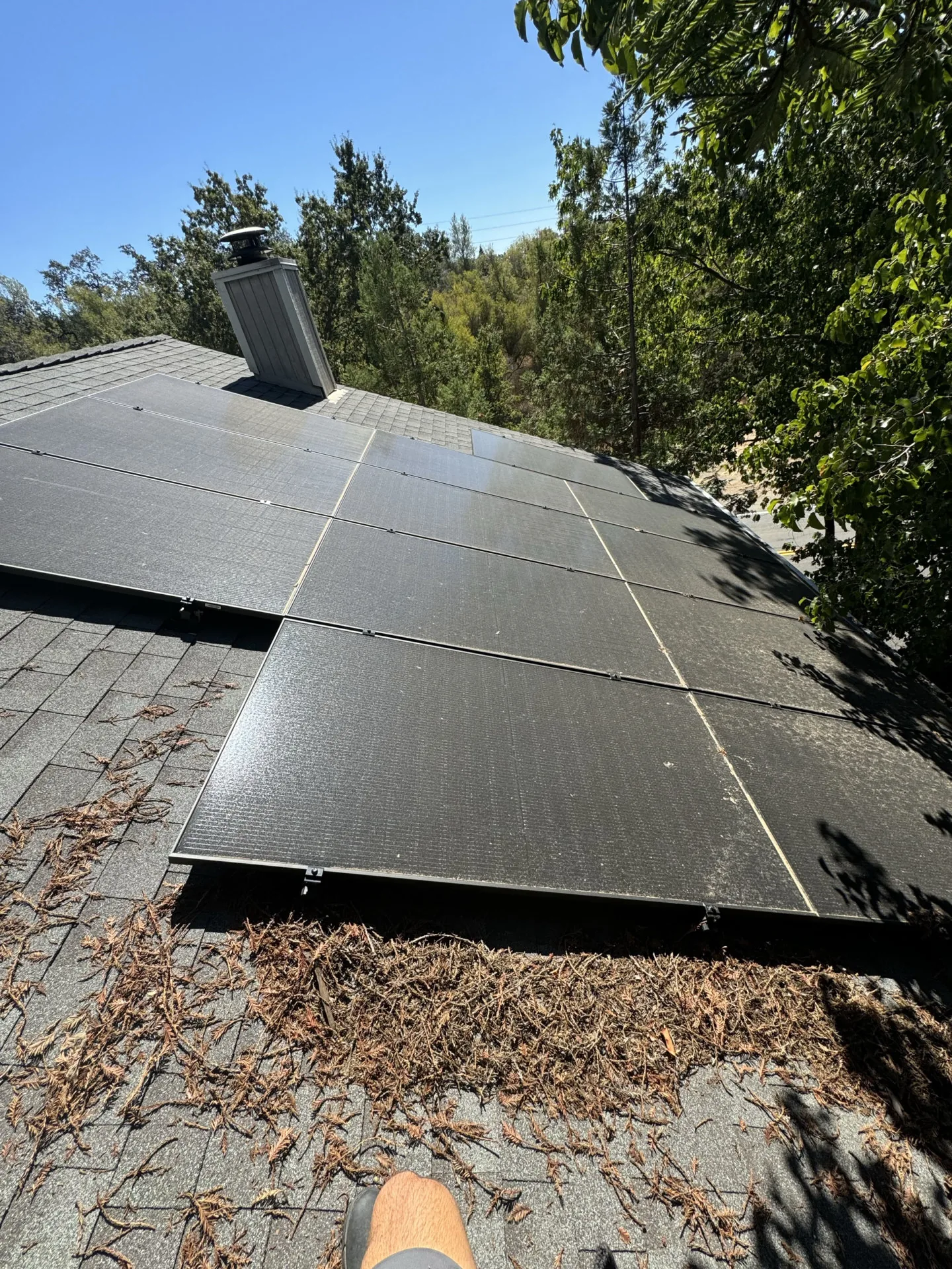 Pine needles and dust covering a solar panel on a Sacramento roof