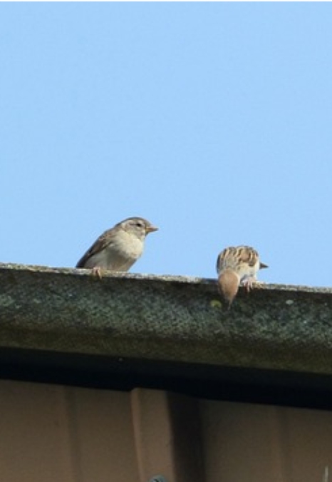 birds on gutters of a home