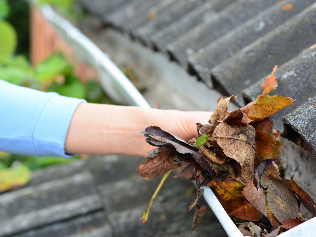 Gutters full of leaves and debris
